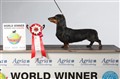 World dog show -10 013.JPG